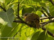 Anambé castaño (Chestnut-crowned Becard) Pachyramphus castaneus