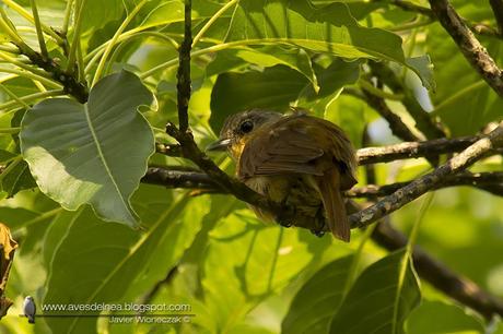 Anambé castaño (Chestnut-crowned Becard) Pachyramphus castaneus