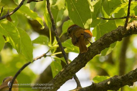 Anambé castaño (Chestnut-crowned Becard) Pachyramphus castaneus