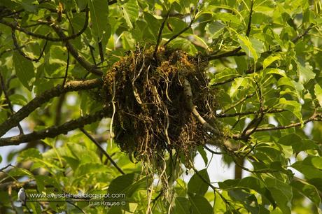 Anambé castaño (Chestnut-crowned Becard) Pachyramphus castaneus (Nest)