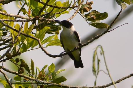 Tueré chico (Black-crowned Tityra) Tityra inquisitor