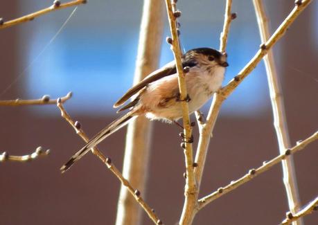 Alzamiento de los mitos...