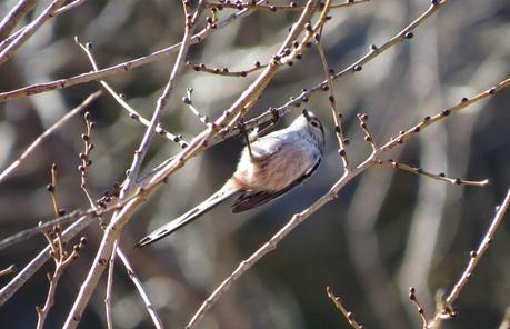 Alzamiento de los mitos...