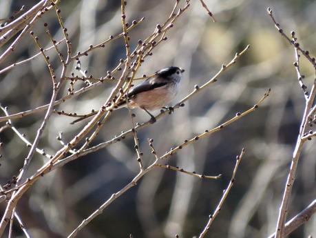 Alzamiento de los mitos...