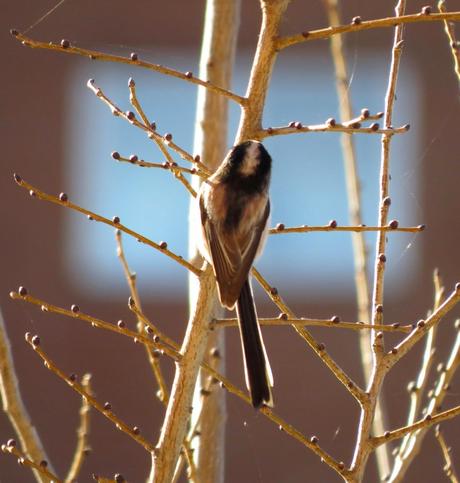 Alzamiento de los mitos...