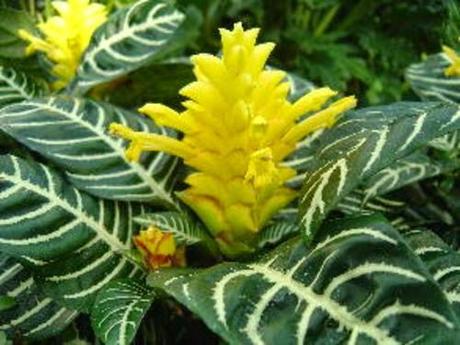 Inflorescencia de Afelandra