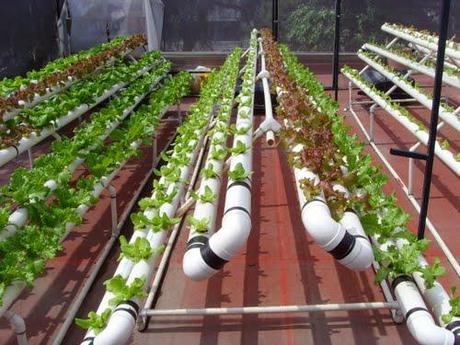 Agricultura del Futuro: Cultivos Orgánicos y Sustentables