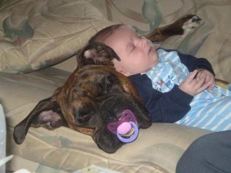 Perros poniendo bebés a dormir