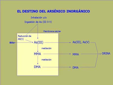 Metabolización del arsénico en el hígado para eliminarlo por la orina