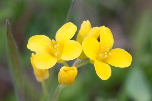 flor de mostaza