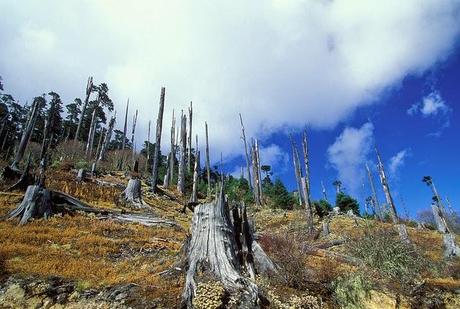 La deforestación tropical distorsiona las lluvias y los vientos de todo el mundo