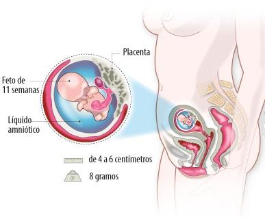 embrión en la Semana 11 de embarazo