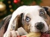 perro Navidad