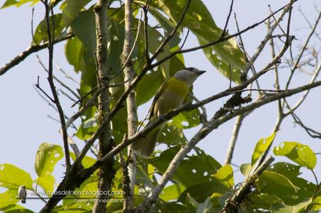 Anambé verdoso (Green-backed Becard) Pachyramphus viridis