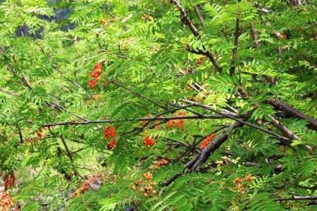 Los bosques y su relación con la nutrición. bosque