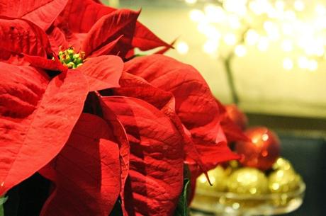 Ideas para estas fiestas: Crema de almendras tostadas.