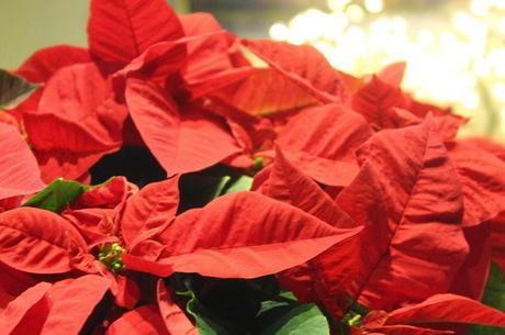 Ideas para estas fiestas: Crema de almendras tostadas.