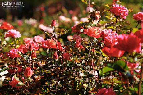Ese campito de rosas frescas. Fotografía creativa - Fotografía decorativa