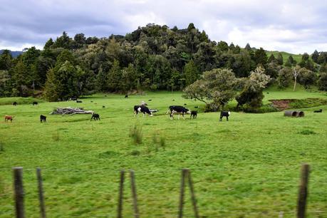 Nueva Zelanda II, Northland