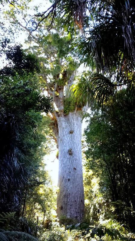 Nueva Zelanda II, Northland