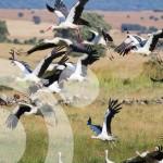 Un lugar singular en Europa para las aves: el Parque Natural del Estrecho