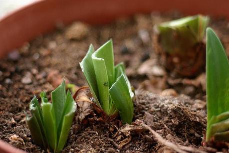 balcón_10_20141223 - Version 2