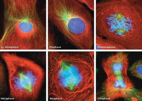 Fases de la mitosis