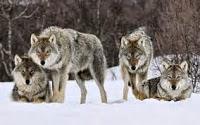 Los lobos son una animal común en la estepa de Anatolia. ...