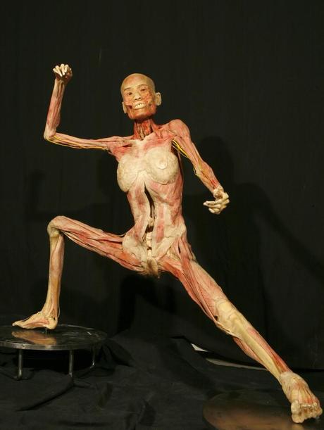 human_bodies_2