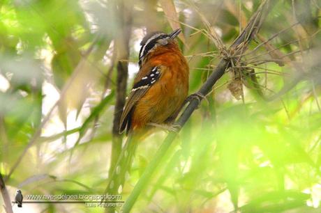 Tiluchi colorado (Bertoni´s Antbird) Drymophila rubricollis