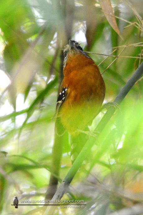 Tiluchi colorado (Bertoni´s Antbird) Drymophila rubricollis0