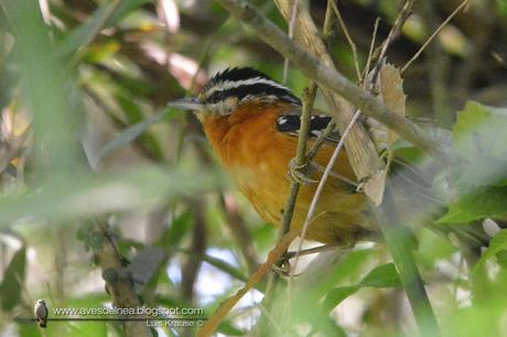 Tiluchi colorado (Bertoni´s Antbird) Drymophila rubricollis