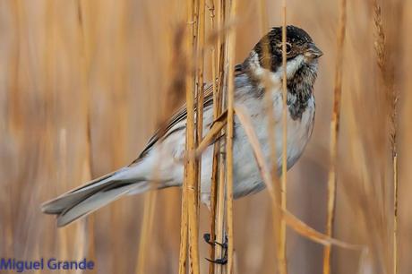 Escribano palustre-Emberiza schoeniclus-Common reed bunting