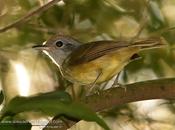Choca amarilla (Plain Antvireo) Dysithamnus mentalis