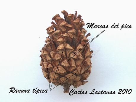 Adaptaciones extraordinarias. El piquituerto