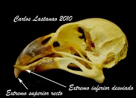 Adaptaciones extraordinarias. El piquituerto