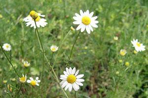 Combate la conjuntivitis con manzanilla