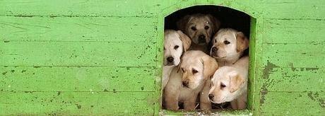 Cuatro razones para no regalar un perro por Navidad.