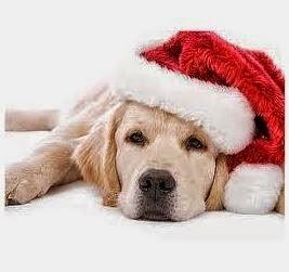 Cuatro razones para no regalar un perro por Navidad.