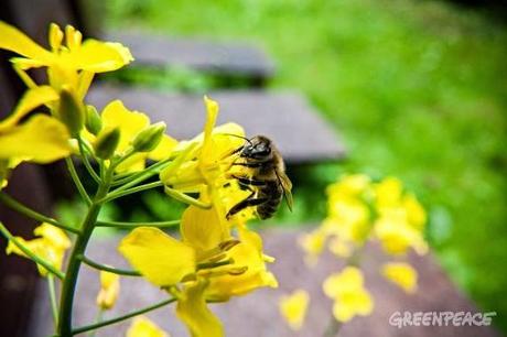 Las abejas  y la seguridad alimentaria mundial  en peligro