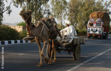 Descubriendo Rajasthan