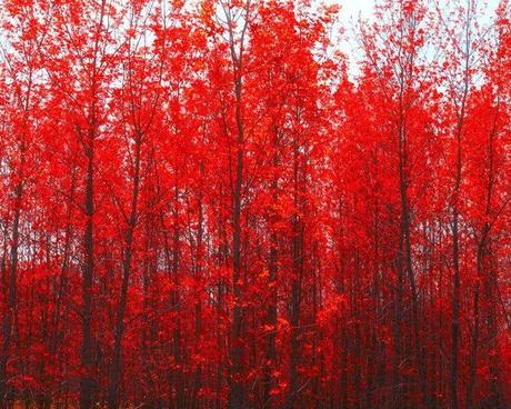 18 Lecciones de Vida de Un Sabio Vestido de Rojo