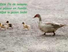 Que este 2015 recorramos el camino con alegría ducks-204332_1280
