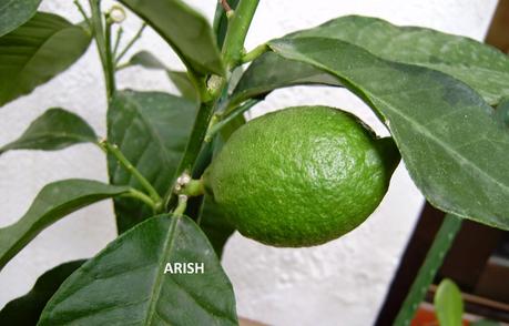 MERMELADA DE CITRICOS