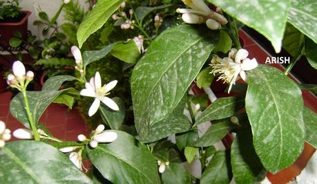 MERMELADA DE CITRICOS