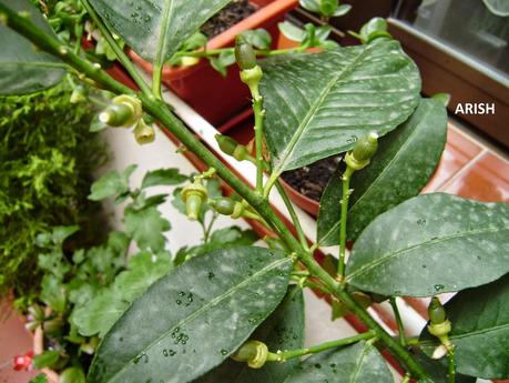 MERMELADA DE CITRICOS