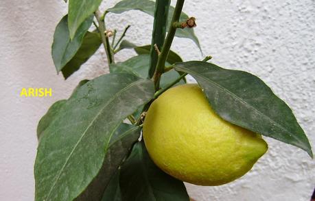 MERMELADA DE CITRICOS