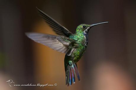 Picaflor vientre negro (Black-throated Mango) Anthracothorax nigricollis