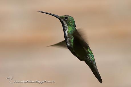 Picaflor vientre negro (Black-throated Mango) Anthracothorax nigricollis