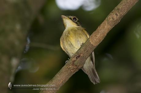 Picochato enano (White-throated Spadebill) Platyrinchus mystaceus
